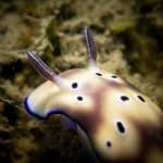 Los animales que resultan más curiosos a un millennial