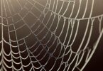 A detailed close-up image of a spider’s web covered in morning dew, with soft sunlight illuminating the intricate patterns, symbolizing connections, traps, and entanglements.