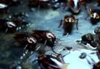 A close-up shot of a swarm of cockroaches on a dark, damp floor, highlighting their shiny, detailed bodies, with a sense of disgust and unease. The environment is dimly lit to create a creepy atmosphere.