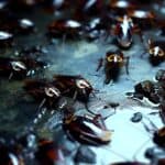 ¿Qué significa soñar con cucarachas? Guía completa de interpretación